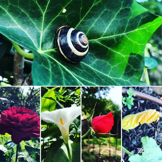 Le jardin de BigFive Coworking