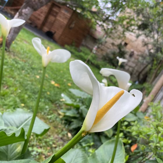 Le jardin de BigFive Coworking