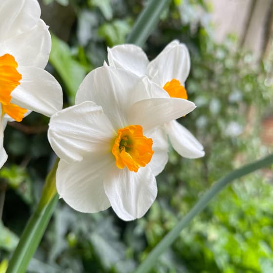 Le jardin de BigFive Coworking
